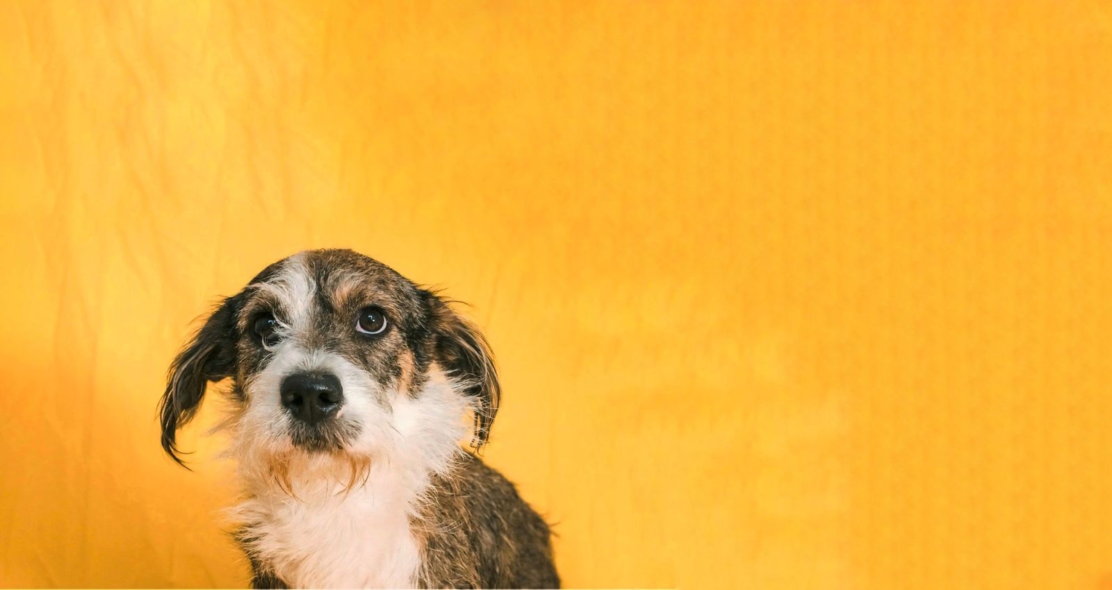 header donar