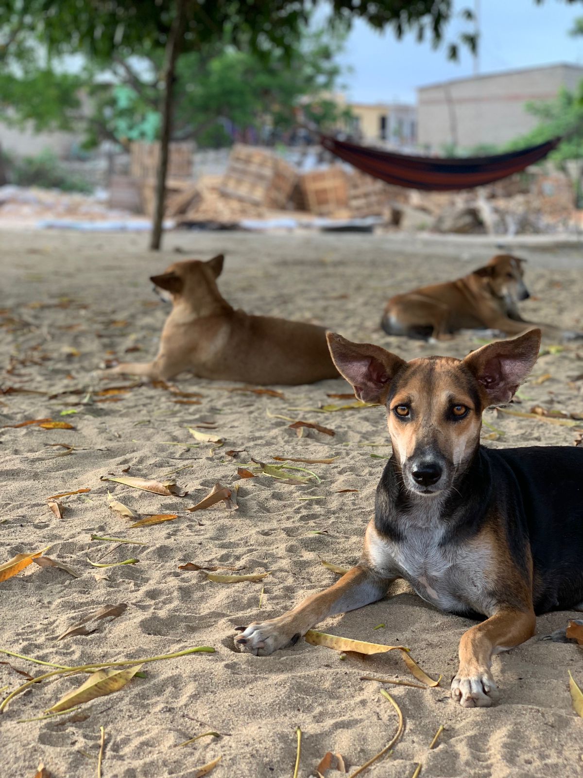 Animal abandonado